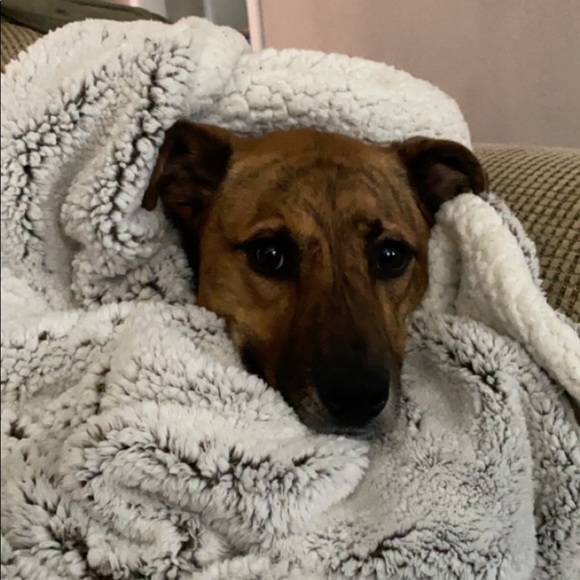 Meet your Posher, Luther - Picture 1 of 1